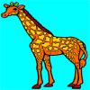 Giraffa da Colorare Online